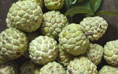 Atis, Sugar Apple, Sweetsop