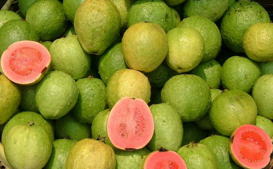 Bayawas, Bayabas, Guava