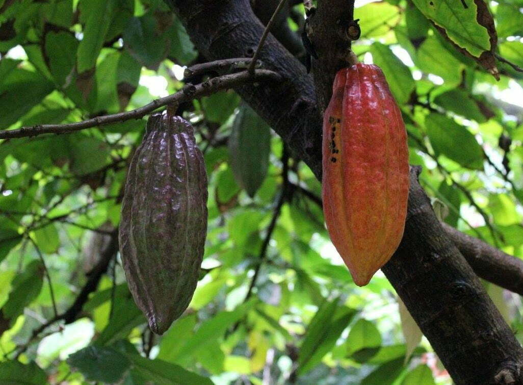 Cacao Fruits