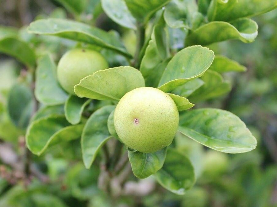 Calamansi