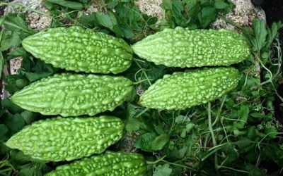 7 Steps Prior to Cooking Ampalaya(Bitter Melon)
