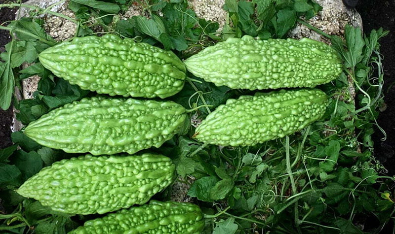 7 Steps Prior to Cooking Ampalaya(Bitter Melon)