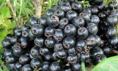 Baligang Fruits