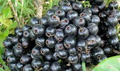 Baligang Fruits