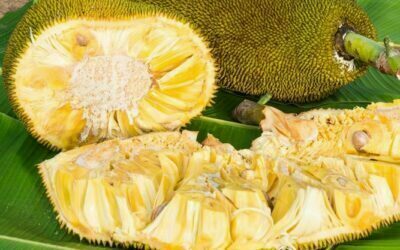 Langka, Jackfruit
