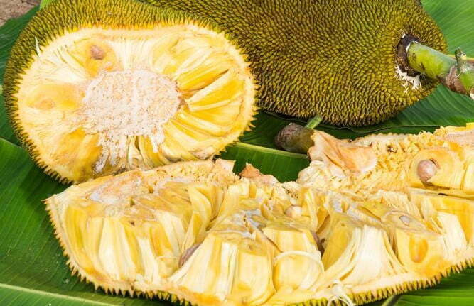 Langka, Jackfruit