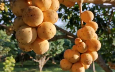 Lanzones