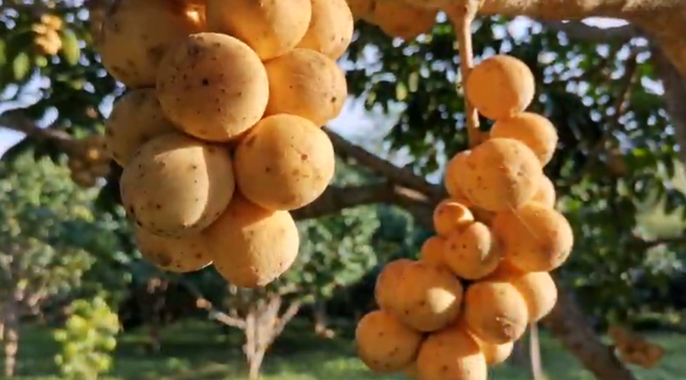 Lanzones