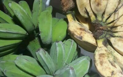 Saba Bananas