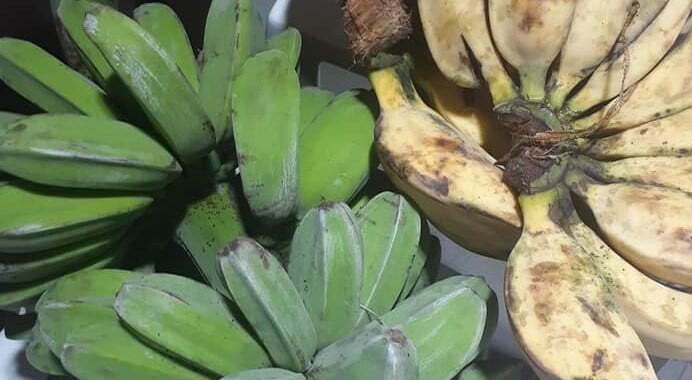 Saba Bananas