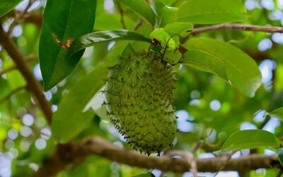 Guyabano Fruits, Soursop