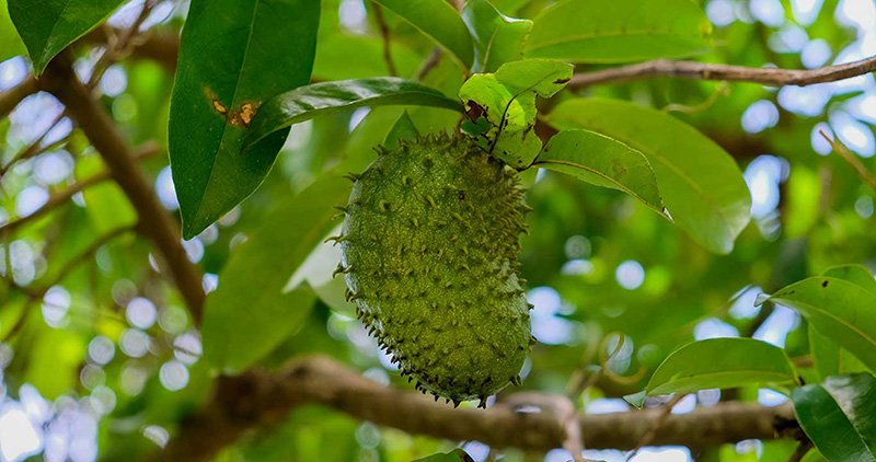 Guyabano Fruits, Soursop