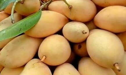 Philippine Mangoes