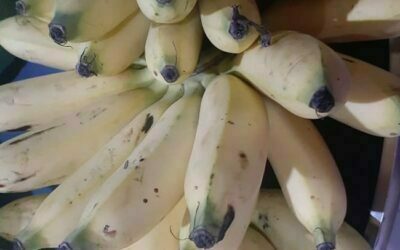 Latundan Bananas, Batag na Latundan