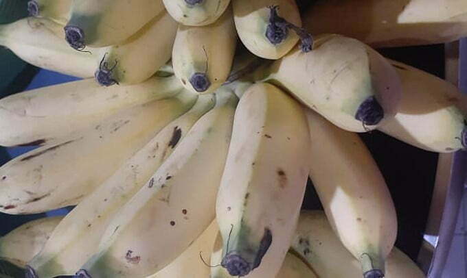 Latundan Bananas, Batag na Latundan