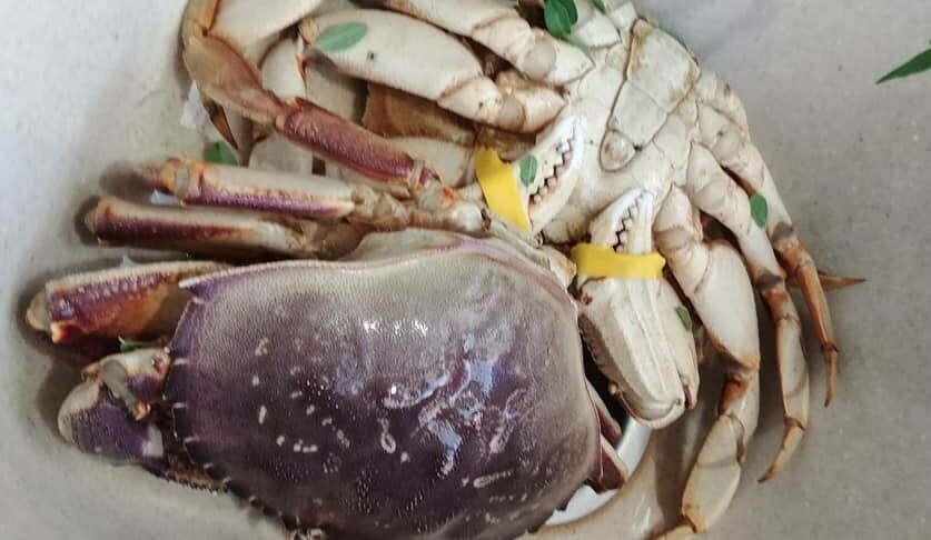 crabsy