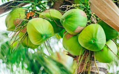 Coconuts, Niyog, Nuyog