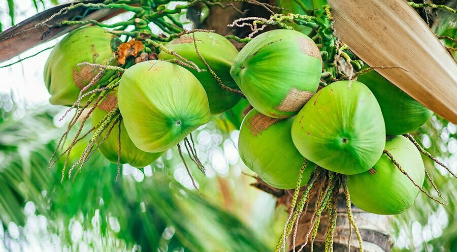 Coconuts, Niyog, Nuyog
