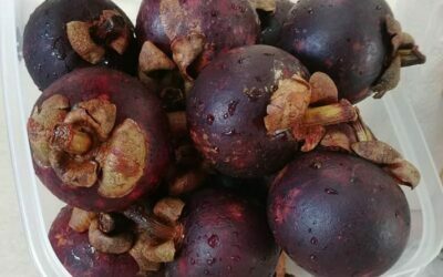 Mangosteen