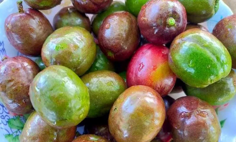 Sirguelas