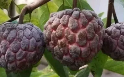 A Colorful Bounty: The Rich Variety of Philippine Fruits