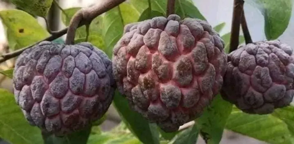 A Colorful Bounty: The Rich Variety of Philippine Fruits