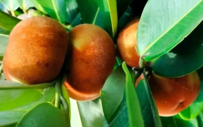 Kamagong, Mabolo Fruits