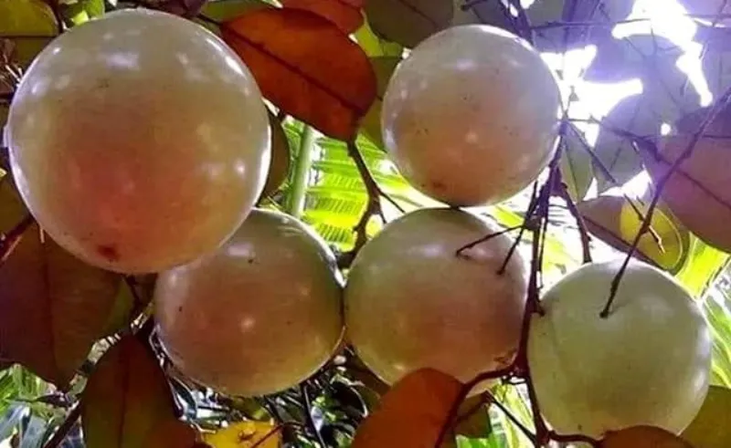 star-apple